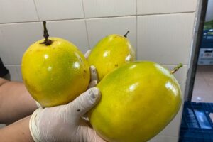 Foto de maracujás da merenda escolar de Arapoti