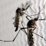 mosquitos podem combater dengue em PG