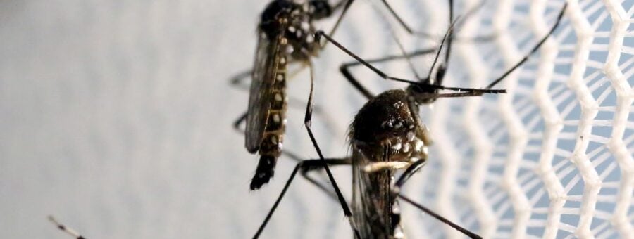 mosquitos podem combater dengue em PG
