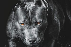 Imagem de um cão pitbull preto ameaçador, com olhos vermelhos em um fundo escuro