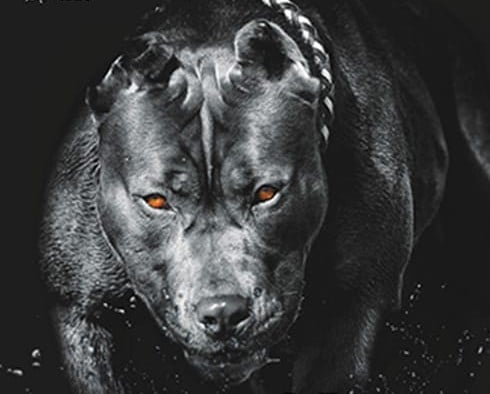 Imagem de um cão pitbull preto ameaçador, com olhos vermelhos em um fundo escuro