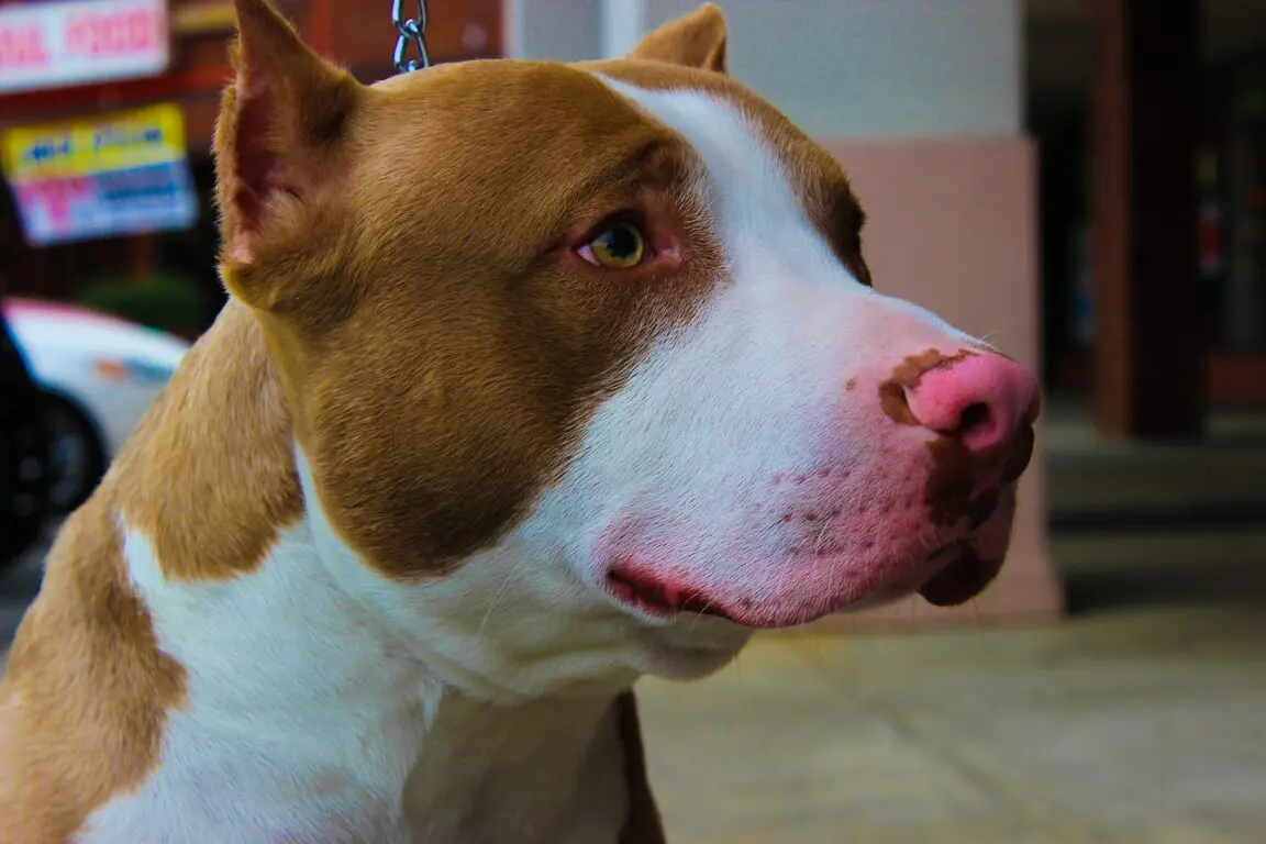 Cães grande da raça pitbull