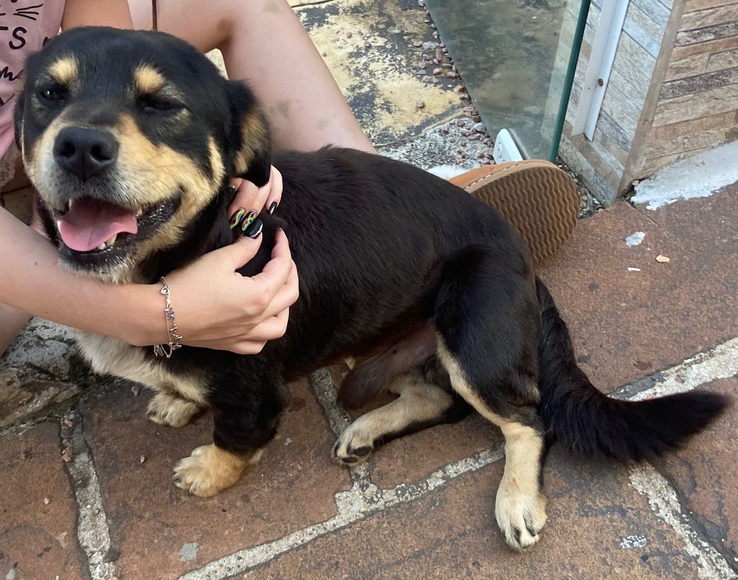 Cachorro chamado Pitoco sentado no chão olhando para a câmera fotográfica de boca aberta
