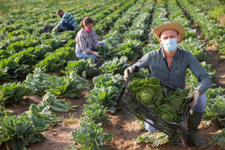 Produtores rurais no meio de plantação