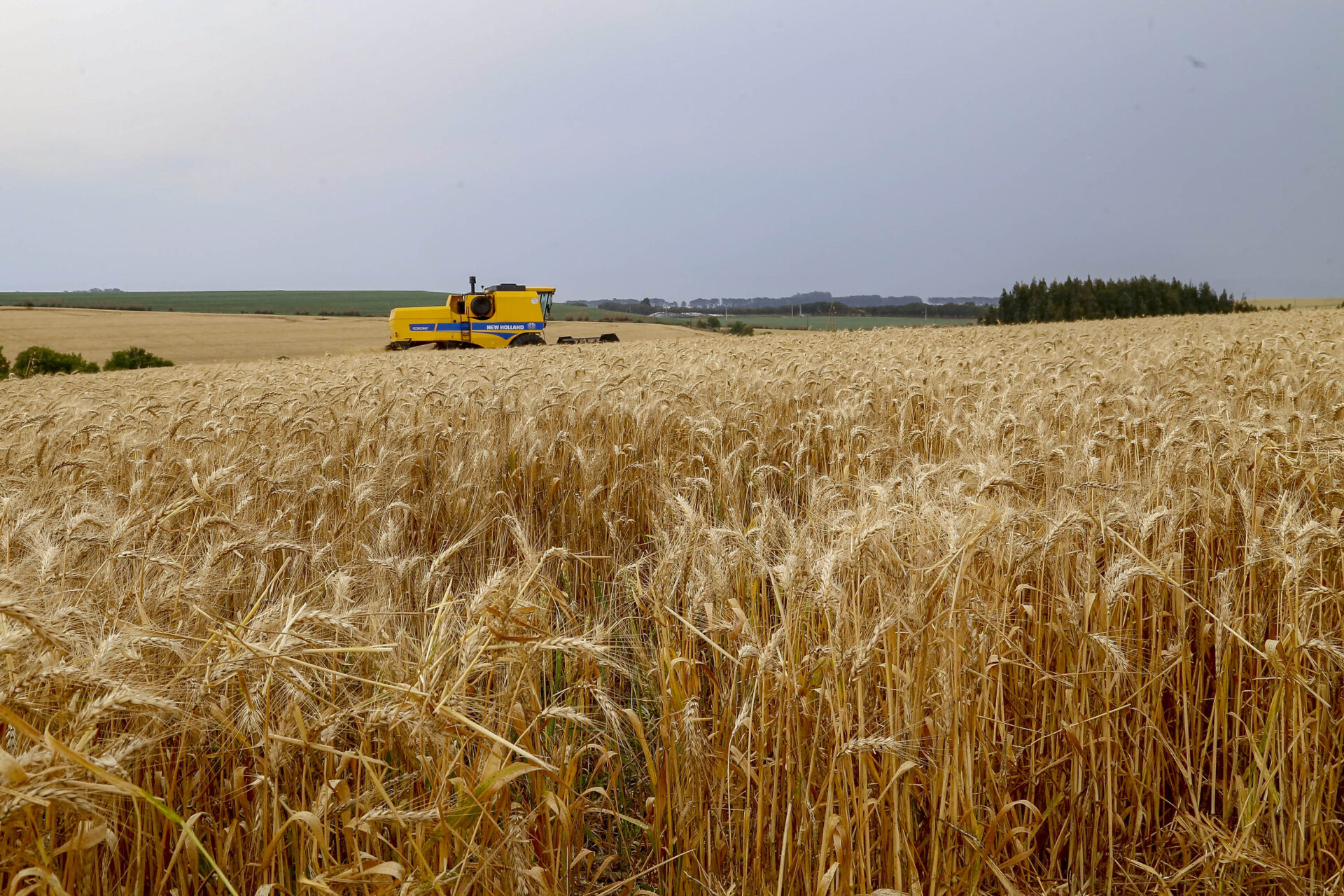Agroinddustrialização no Paraná