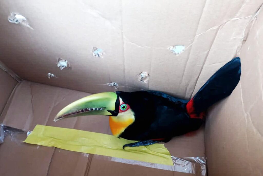Foto do tucano encontrado em Carambeí