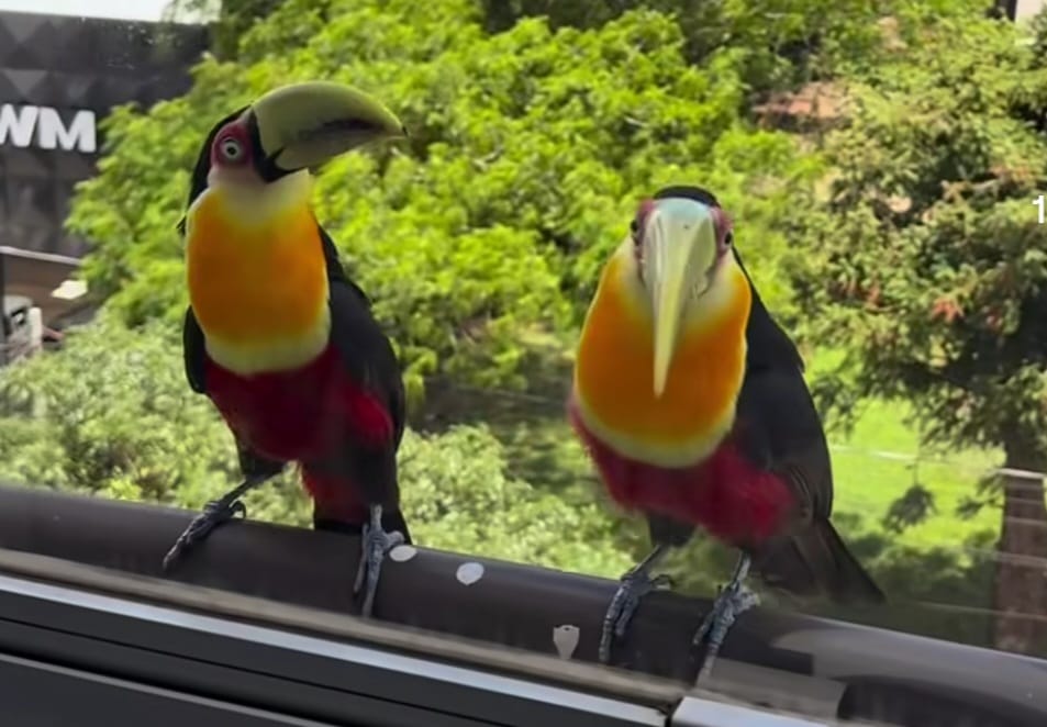 Tucanos na janela de apartamento em Ponta Grossa