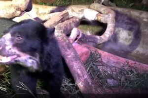 Ursa ameaçada de extinção chega ao DF para conhecer 'namorado'