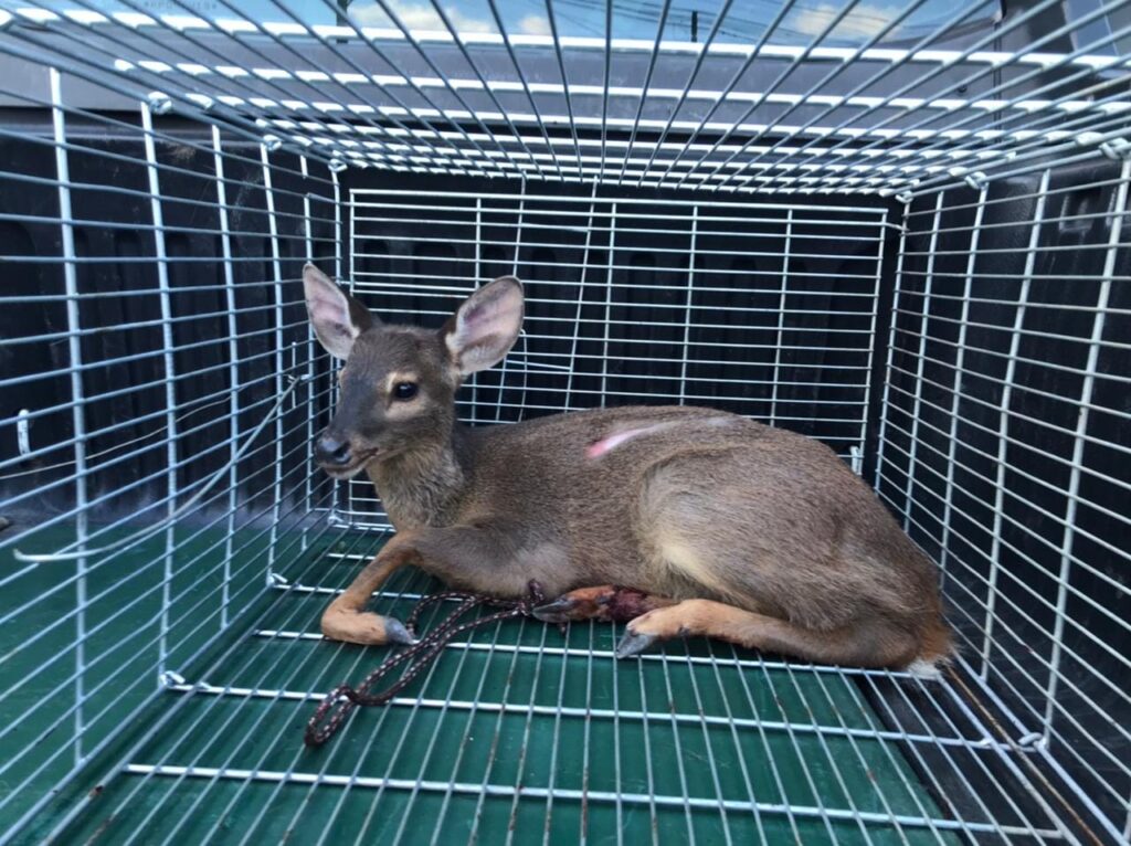 Foto do veado de carambeí