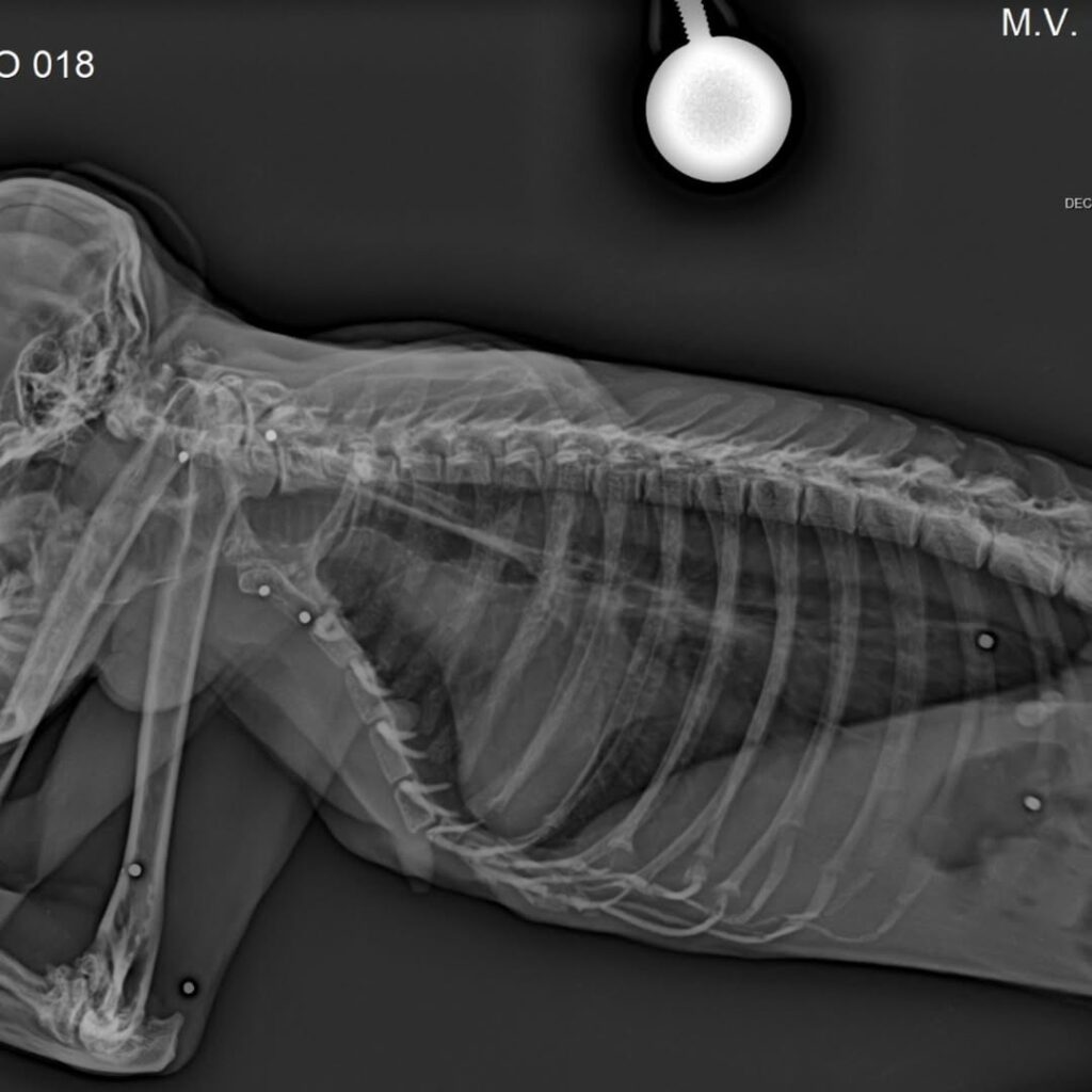 CD_X_Macaca_BAleada (3)