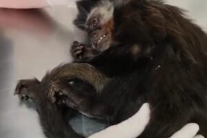Macaca foi resgata em São José dos Pinhais