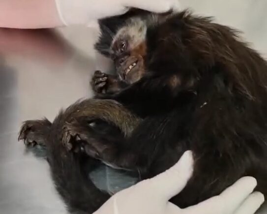 Macaca foi resgata em São José dos Pinhais