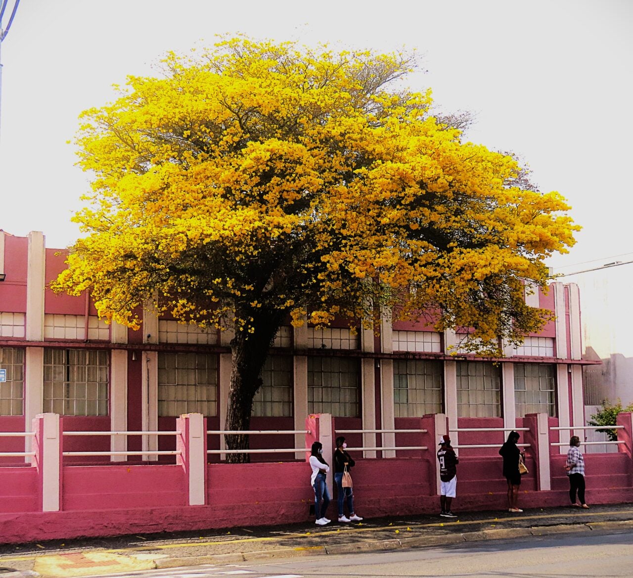Ipê amarelo