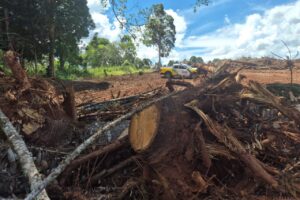 Corte de araucárias em Guamiranga