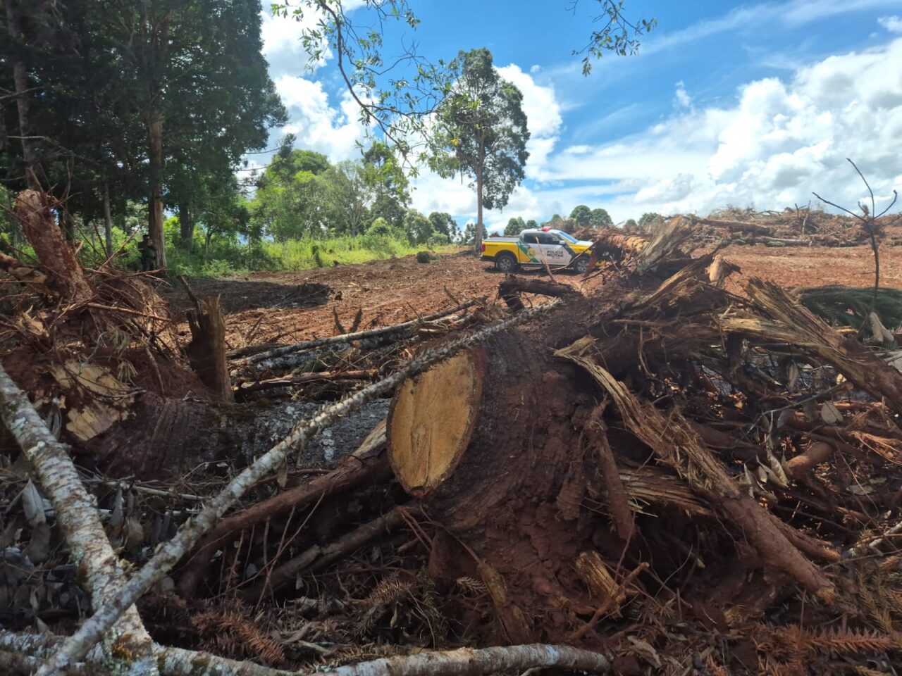 Corte de araucárias em Guamiranga