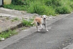 Notícia do DC ajuda a encontrar Flor