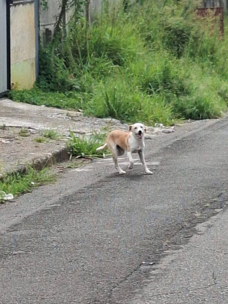Notícia do DC ajuda a encontrar Flor