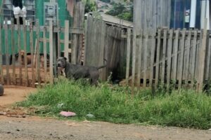 Pitbull em via pública