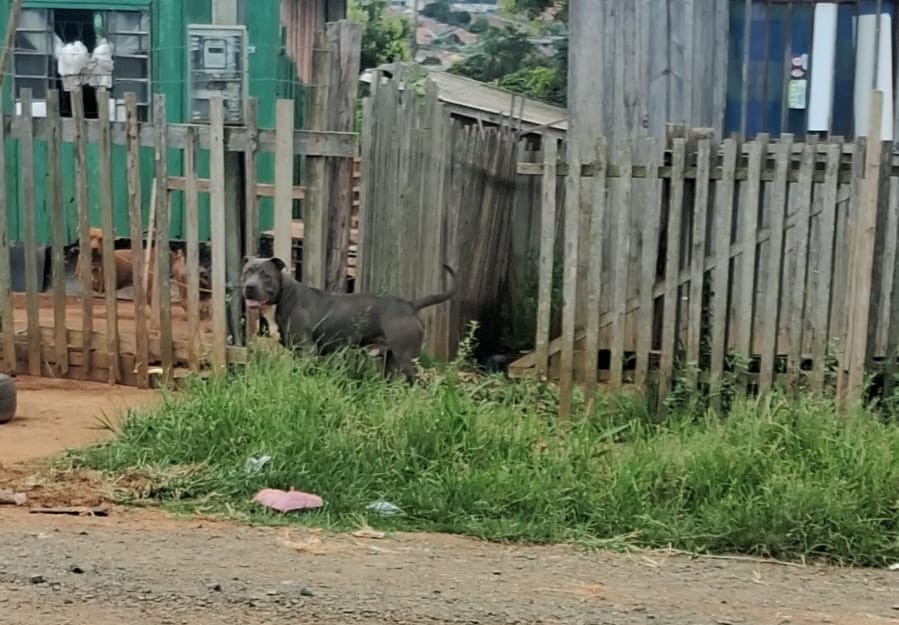 Pitbull em via pública