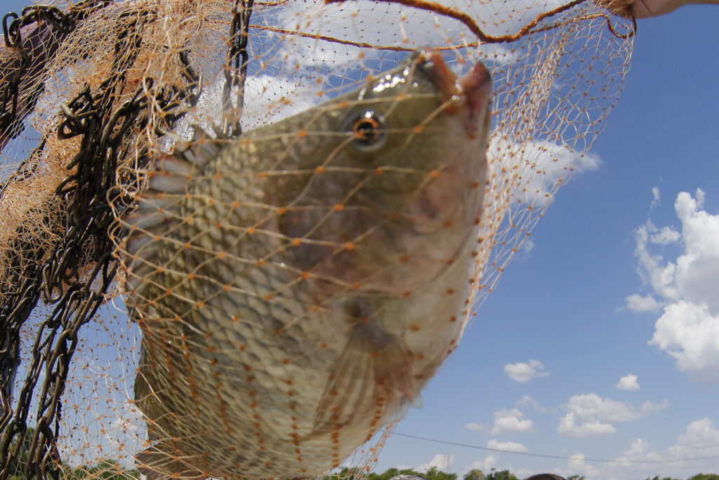 produtor_tilapia_noemi_e_adair_6_0-scaled-1-1024×683