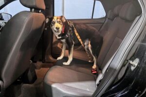Cachorro_carro_viagem_pets