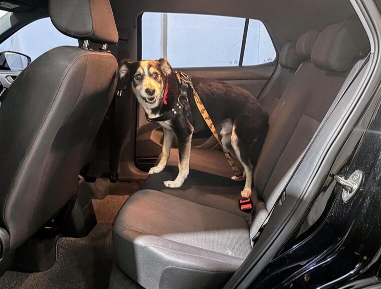 Cachorro_carro_viagem_pets