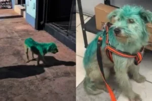 Cão pintado de verde