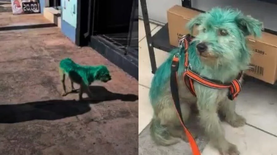 Cão pintado de verde