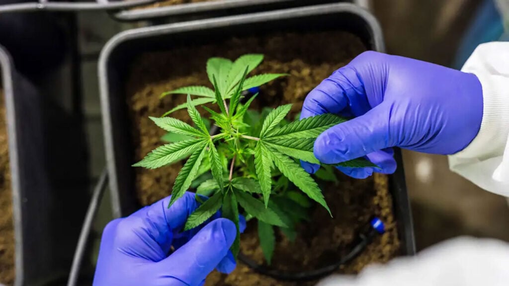 Profissional com luvas roxas de látex manuseia muda de Cannabis sativa