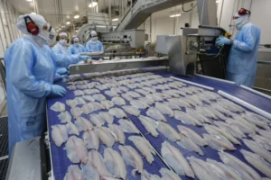 c_vale_tilapia_11-768×512.jpg