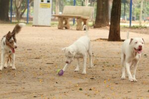 cachorros_no_parcao_praca_ayrton_senna_do_brasil_rvrsa_abr_2910212709