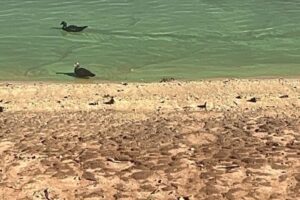 Nível da represa dos Alagados está baixo, mostram imagens