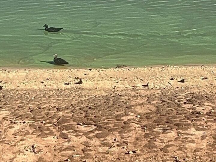 Nível da represa dos Alagados está baixo, mostram imagens