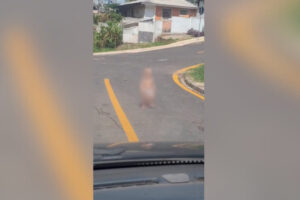 print criança andando sozinha
