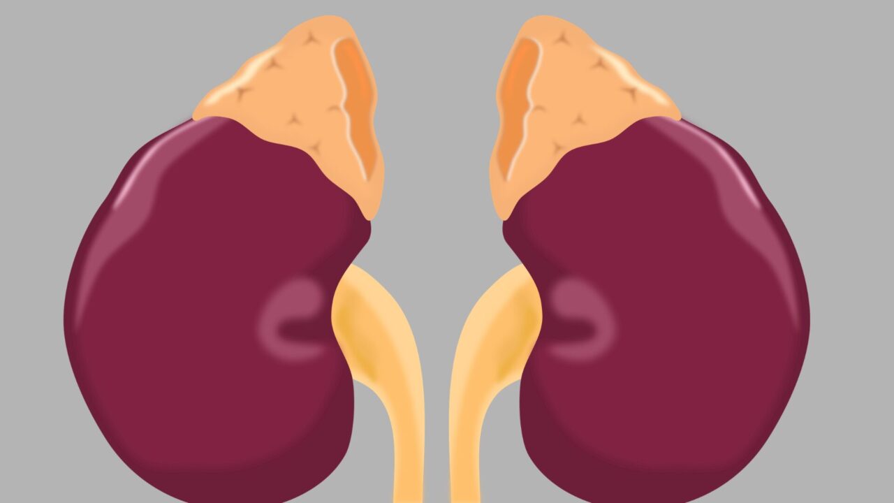 Ilustração de dois rins