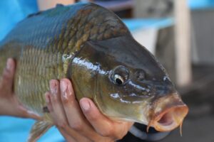 Feira do Peixe inicia hoje em Ponta Grossa
