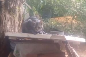 Gato acorrentado olha assustado para câmera