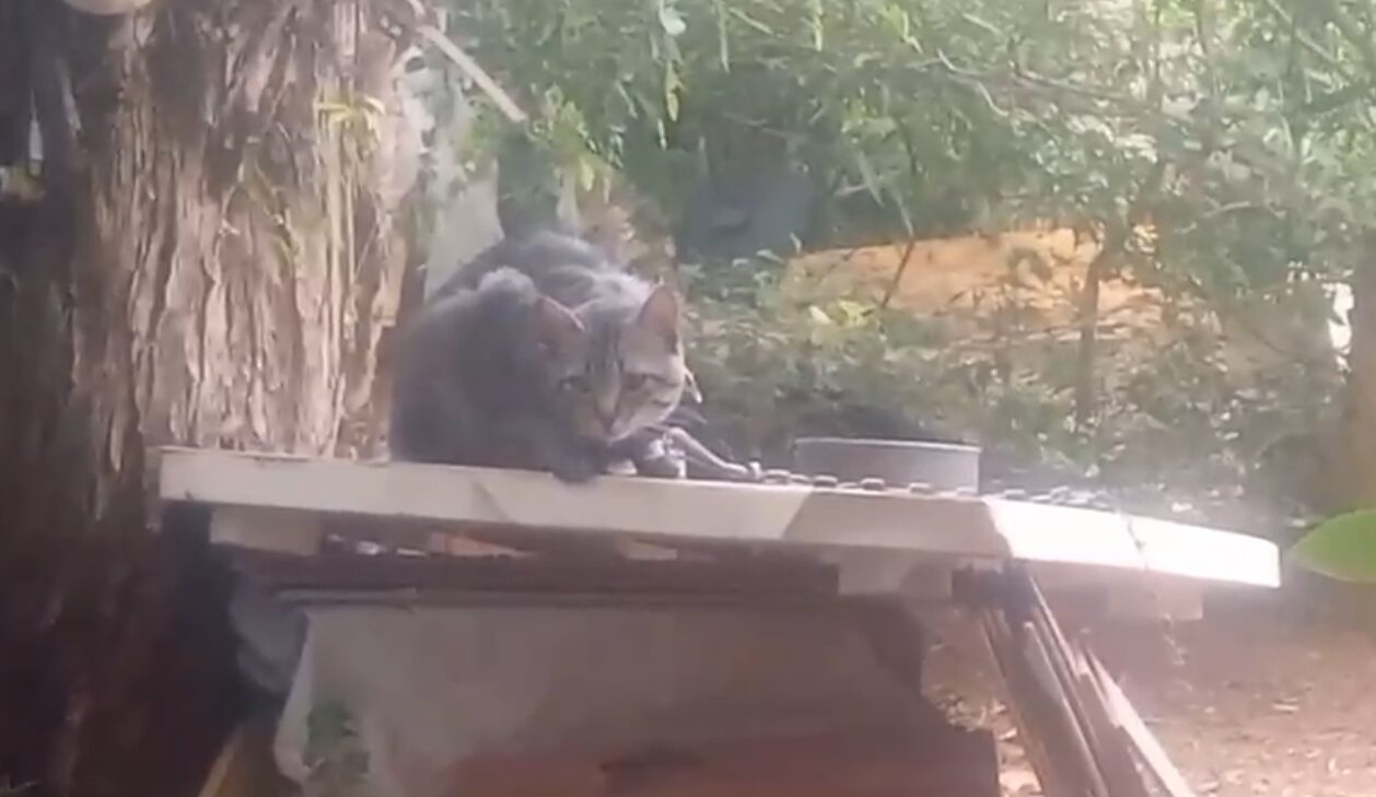 Gato acorrentado olha assustado para câmera