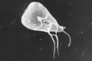 giardia_lamblia2_1