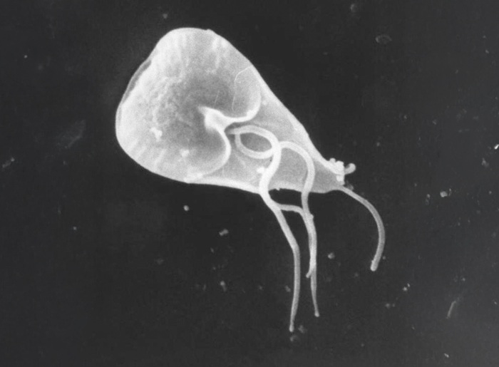giardia_lamblia2_1