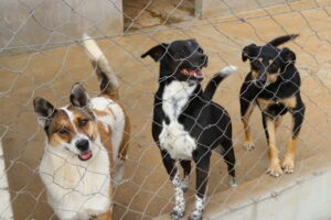 Três cães alinhados atrás de um cercado