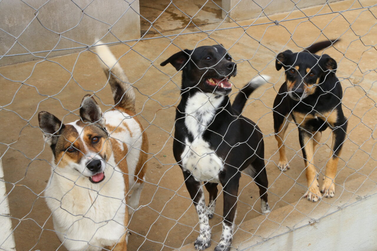 Três cães alinhados atrás de um cercado