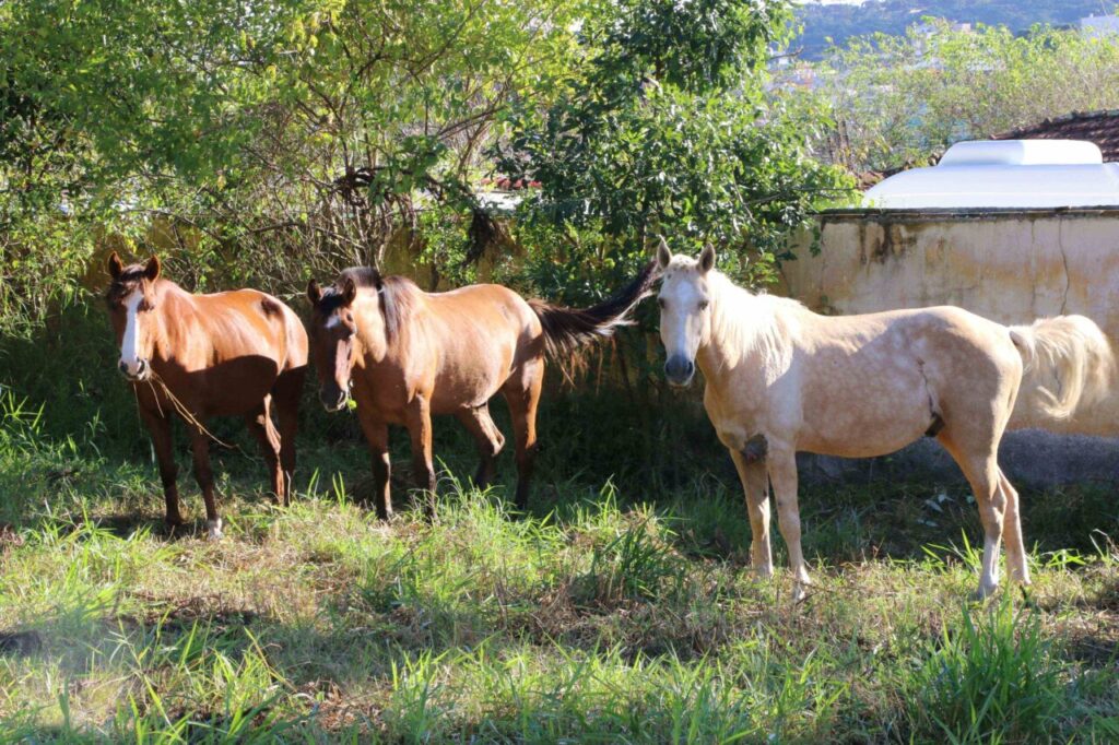 Seis cavalos foram encontrados no Caramuru em Castro