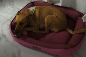 Cachorrinha Abacate fo encontrada em Ponta Grossa
