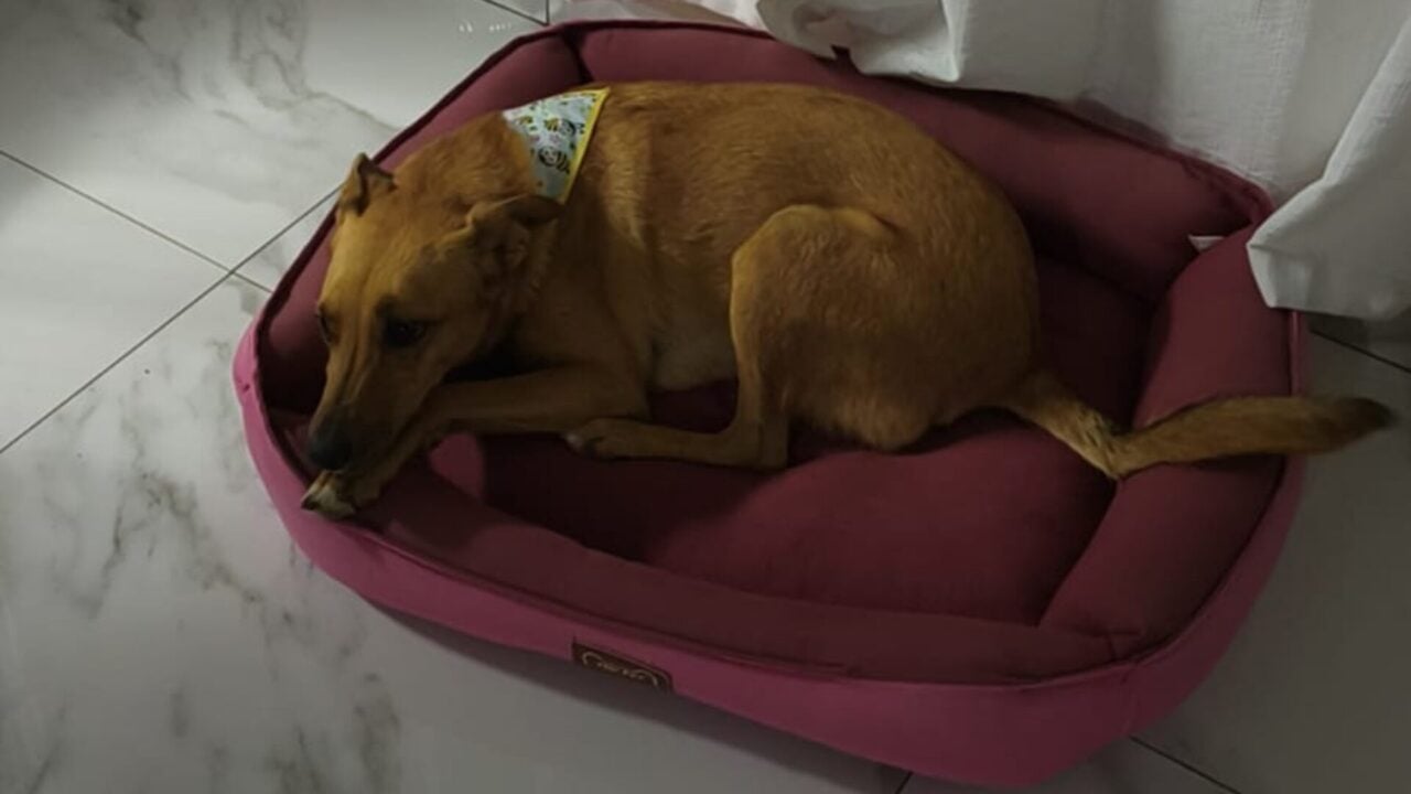 Cachorrinha Abacate fo encontrada em Ponta Grossa