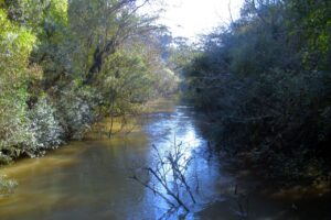 Floresta Nacional de Irati em Fernandes Pinheiro, próximo a Irati e Imbituva, nos Campos Gerais