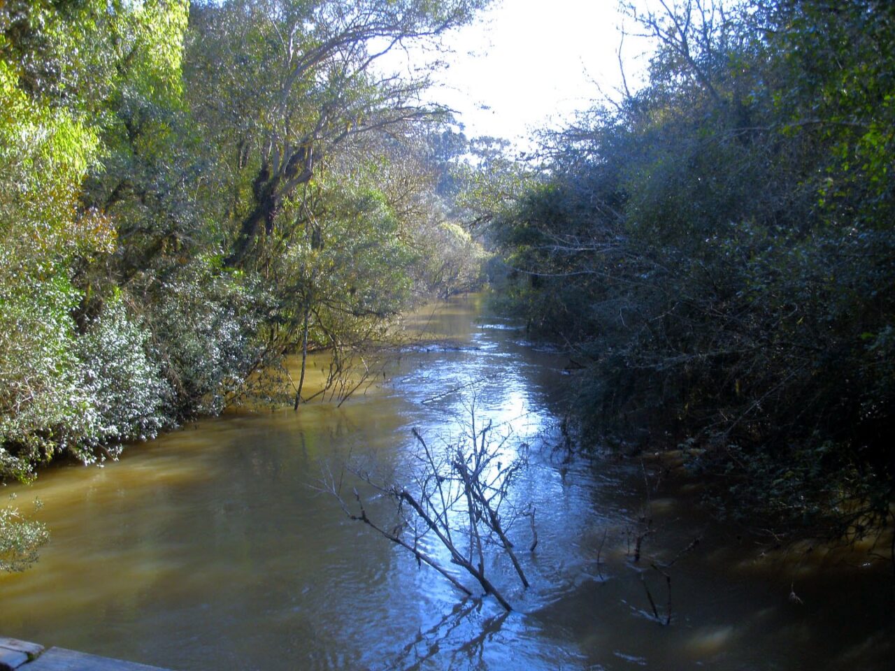 Floresta Nacional de Irati em Fernandes Pinheiro, próximo a Irati e Imbituva, nos Campos Gerais
