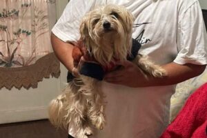 belinha volta para casa