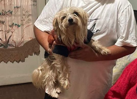belinha volta para casa