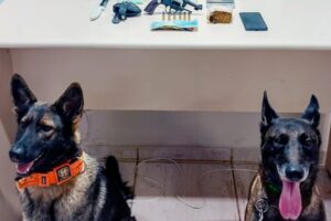 drogas, arma, munição e cães